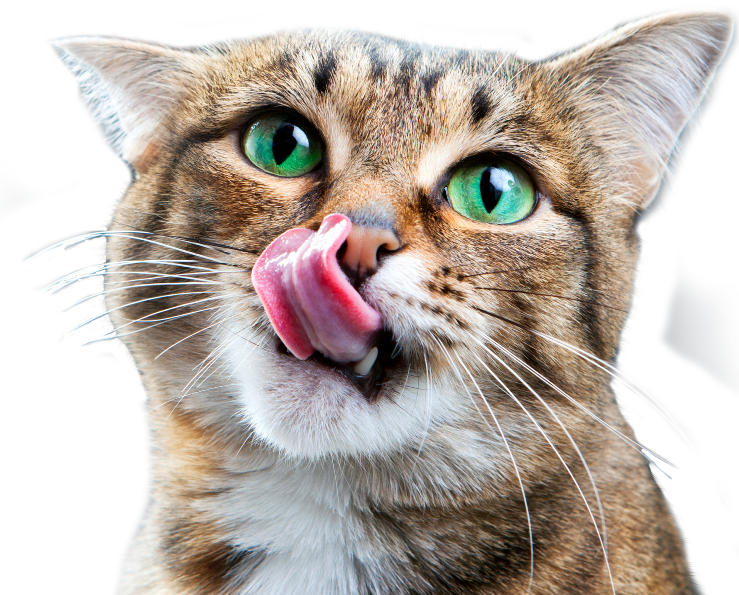 Gato con lengua fuera: Hospital Animal en Austin