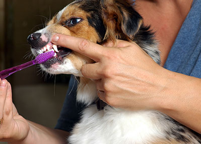 Brushing dog's teeth: Pet Dental Care in Austin