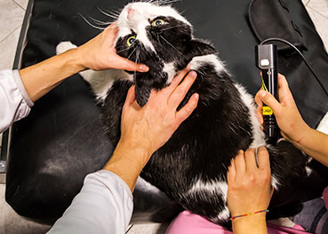 Cat pet laser therapy in Austin
