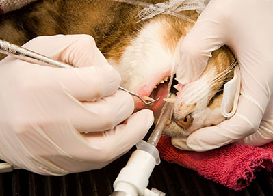 Cat teeth cleaning: Pet Dental Care in Austin