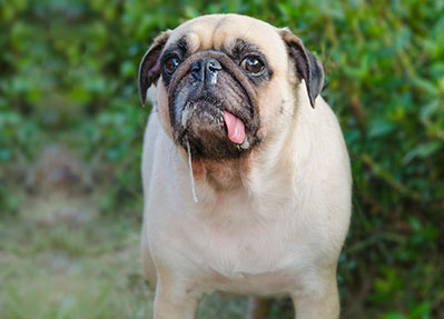 Drooling pug: Cuidado Dental para Mascotas en Austin