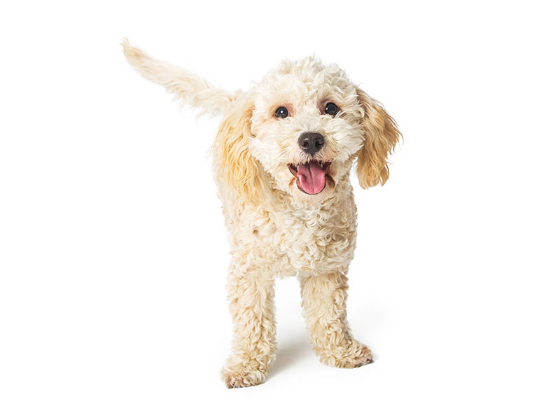 Perro feliz: Vacunas para mascotas en Austin