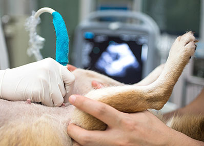 Doctors performing pet ultrasound in Austin